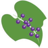 Wild Grape Wellness