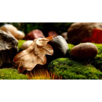DryLeaf.org logo - Similar company to Anna Rainn