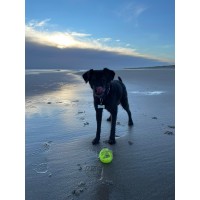 UK Pet Products Ltd logo - Similar company to Wave