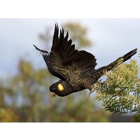 NSW Animal Law logo - Similar company to Uk Animal Law Clinic And Network