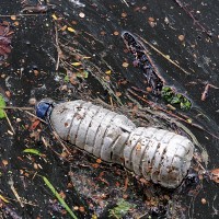NoPlasticApp logo - Similar company to Twig & Leaf