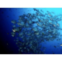 World Conservation and Wildlife Trust (W.C.W.T) logo - Similar company to World Pet & Animal Transport