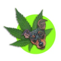 Sausha's Farms Capital logo - Similar company to Cannacons