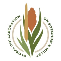 Global Collaboration on Sorghum and Millet logo - Similar company to United Sorghum Checkoff Program