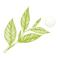 Le Green Tee logo - Similar company to Studio 81