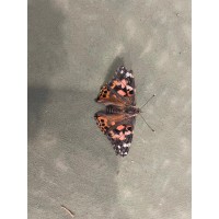 A Dogs Friends logo - Similar company to Paw Cbd