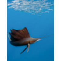 Kessler Family office logo - Similar company to Alpha Blue Ocean