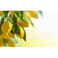 All California Brokerage, Inc.