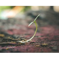 Project Sprout logo - Similar company to Recovery Community Network