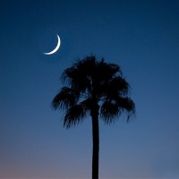 Palmetto Moon Realty, LLC logo - Similar company to Moon Realty