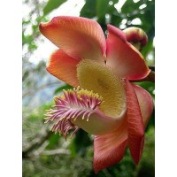 xx logo - Similar company to Desir De Fleurs
