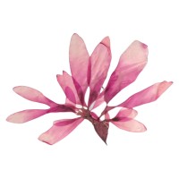 Tangpressing Melamis logo - Similar company to Vitensenteret Sørlandet