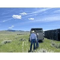 Dennis Ranch Ltd Llc