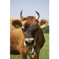 Boerderijwinkel Den doorn logo - Similar company to By Broersen