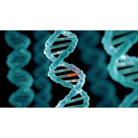 Mutation Analysis Facility (MAF) logo - Similar company to Bodyscreen