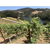 Alamitos Vineyards logo - Similar company to & Co. Pr