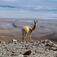Atacama Tours logo - Similar company to Chestbrew