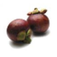 Mangosteen Health Tree logo - Similar company to Mangosteen & More