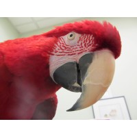 The Center For Avian And Exotic Medicine