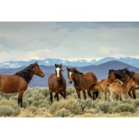 Wild Horses of Alberta Society (WHOAS) logo - Similar company to Soil Ecology Society (Ses)