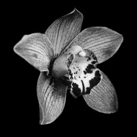 Orchid Unique logo - Similar company to Indiainfotech Pvt Ltd