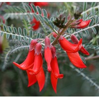 Well Like Me Products logo - Similar company to Issa Group