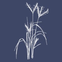 Bluestem Growth Co., LLC logo - Similar company to Thrive Feed.Educate.Grow