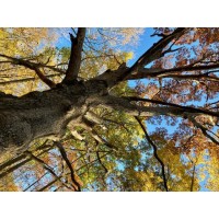 Wild Woods Restoration Project logo - Similar company to Walker Basin Conservancy