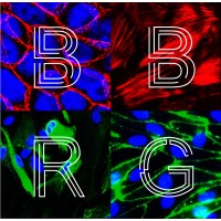 Biological Barriers Research Group logo - Similar company to Myochip
