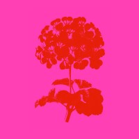 El Geranio Rojo - Production Company logo - Similar company to Ibercover Studio