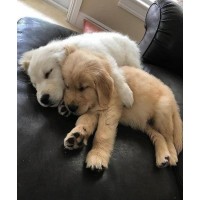 puppy dogs logo - Similar company to Dog