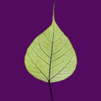 Deltatika Enterprise logo - Similar company to Wob Casting