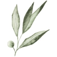 Olive Sky Events logo - Similar company to Cambercam