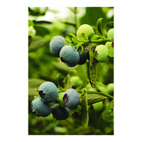 Produce Lovers logo - Similar company to Tesson Roofing & Exteriors, Llc
