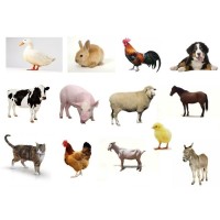 Veterinario Independiente logo - Similar company to Veterinario Emprendedor