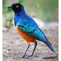 Starling Consulting