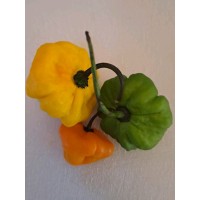 The Jamaican Pepper Company Limited