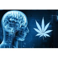 Hemp Oil for Life logo - Similar company to Ctfo Cbd Hemp Oil Business