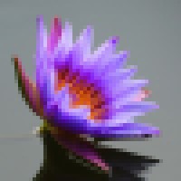 Bloom Counseling