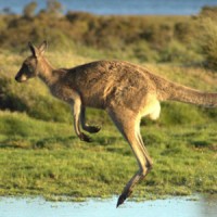 New Ventures Australia logo - Similar company to Yarra Corporation