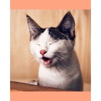 Quirky Corporate Cat logo - Similar company to Rizago