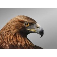 Eagle Eye Consultancy logo - Similar company to Isheva Inc