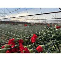TEMPO TARIM LTD.STI./ TEMPOFLOWERS logo - Similar company to Agrotalya