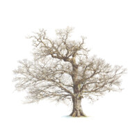 Carvalho Consultoria logo - Similar company to Fertagro