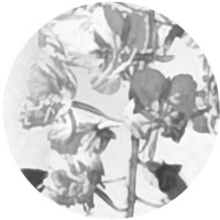 Fireweed Editorial logo - Similar company to Yuit, Llc