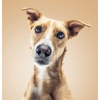 Cão em Quadrinhos | Pra sempre Cachorro logo - Similar company to Casa Dos Quadrinhos