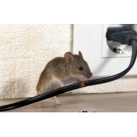 Pest Control Experts of San Francisco logo - Similar company to Expert Integrated Pest Control Services