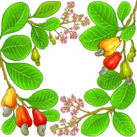 Ratnagiri Cashews logo - Similar company to First Cry Private Limited