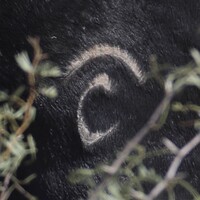 Crescent C Ranch logo - Similar company to Junkstart Junk Removal