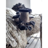 Prairie Fungal Farms Inc. logo - Similar company to Cennec